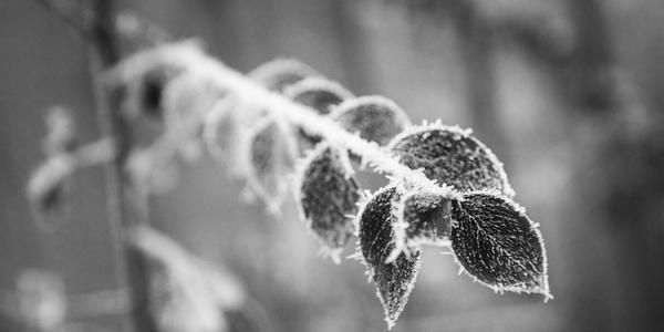 Gelate dei giorni scorsi, la Regione Piemonte chiede finanziamenti al ministero a compensazione dei danni