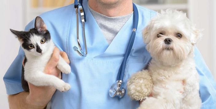 Il grido dei veterinari: “Gli animali domestici non diffondono il coronavirus” Il grido dei veterinari: “Gli animali domestici non diffondono il coronavirus”