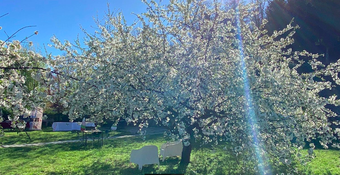 Borgo Rubens: aria di Giappone e di primavera con la Festa della Fioritura