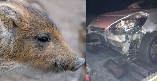 Capriolo e cinghiale investiti nel Biellese, illesi due guidatori di Vercelli e Torino