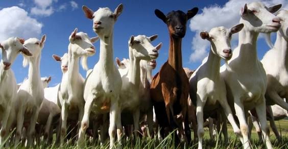 Scoperto all’Istituto Zooprofilattico di Torino il gene che salva gli allevamenti caprini dall’encefalopatia spongiforme