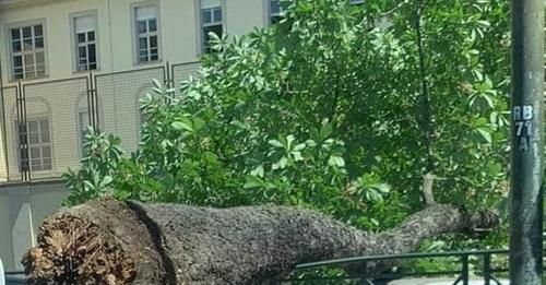 albero caduto corso re umberto
