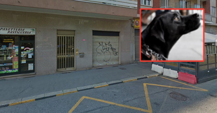 Cane lasciato solo sul balcone si lancia nel vuoto: ferito dopo un volo dal quarto piano di un palazzo