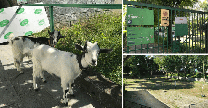 Bianca e Yuri: due caprette e tanti bimbi per far rivivere la bocciofila Graziano [VIDEO]