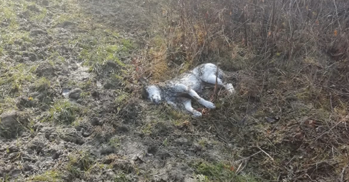 Lupa morta a Gassino: l'autopsia stabilirà le cause del decesso Lupa morta a Gassino: l'autopsia stabilirà le cause del decesso