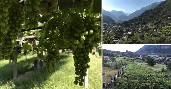 Tra pilun e pergole, alla scoperta dei vigneti eroici di Carema e Settimo Vittone [VIDEO e FOTO]