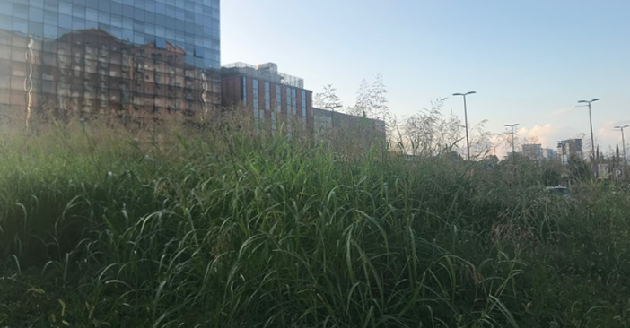 Erba alta a Torino, la giungla urbana rende pericolose le rotonde: allarme in città Erba alta a Torino, la giungla urbana rende pericolose le rotonde: allarme in città