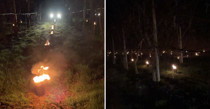 Confagricoltura Piemonte: "Limitati i danni da grandine, resta alta la guardia per il timore di gelate" Confagricoltura Piemonte: "Limitati i danni da grandine, resta alta la guardia per il timore di gelate"