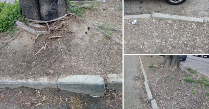 Via delle Primule, il viale alberato è in pessime condizioni. “Serve un intervento urgente”