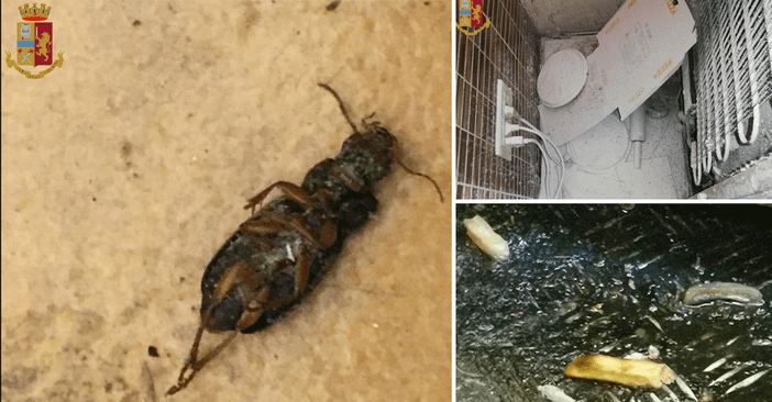 In via Nizza un “locale da incubo”: blatte e insetti morti nel frigo e sotto il bancone del locale [FOTO]