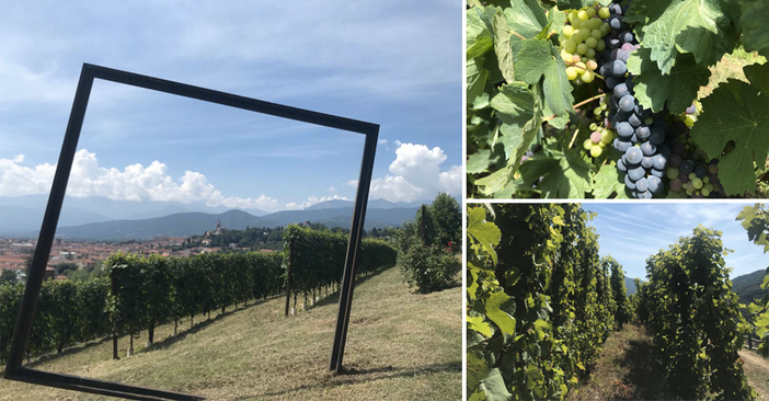 Viaggio tra i vigneti eroici del Pinerolese: dal Ramie al Barbera, la passione per il vino valorizza il territorio [VIDEO e FOTO]