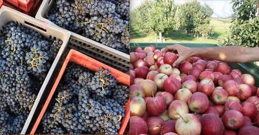 #controcorrente: per la raccolta della frutta e dell’uva se non arrivano gli stranieri se ne occuperanno gli italiani?