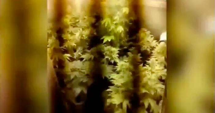 In casa ha due serre di marijuana nascoste dentro gli armadi: arrestato [VIDEO]