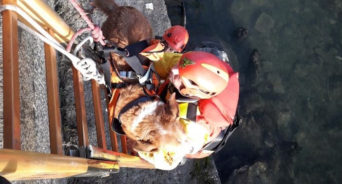 Cane cade dall'argine dei Murazzi, i pompieri lo recuperano dopo averlo imbragato con un "pannolone"