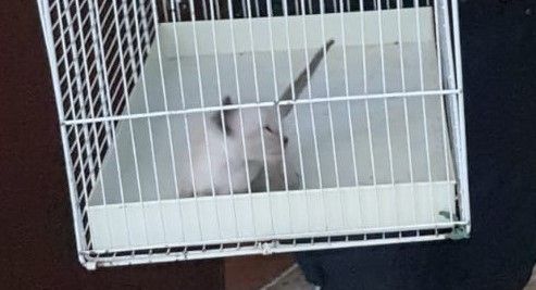 Blitz dei vigili nella "casa dei gatti": i 42 inquilini erano tenuti in pessime condizioni igieniche. Denunciate le proprietarie Blitz dei vigili nella "casa dei gatti": i 42 inquilini erano tenuti in pessime condizioni igieniche. Denunciate le proprietarie