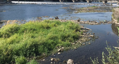 Centinaia di pesci morti lungo un torrente a Chivasso