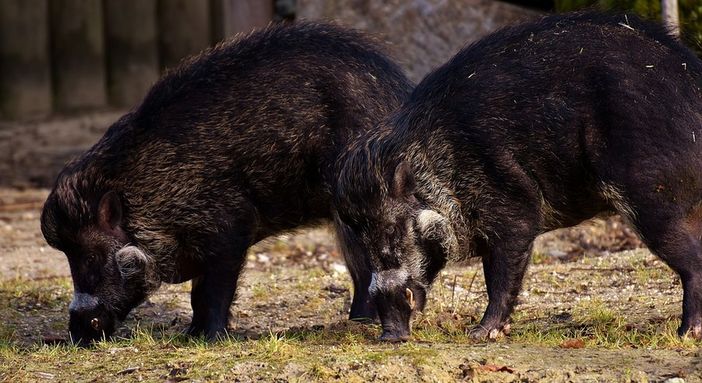 Emergenza cinghiali: la Città metropolitana chiede alla Regione Piemonte più personale faunistico ambientale