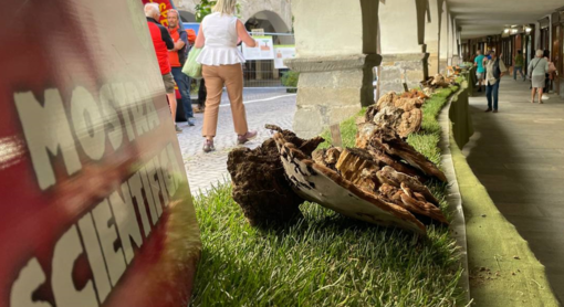 Entra nel vivo la 61^ edizione della Mostra del Fungo di Ceva [FOTO E VIDEO]