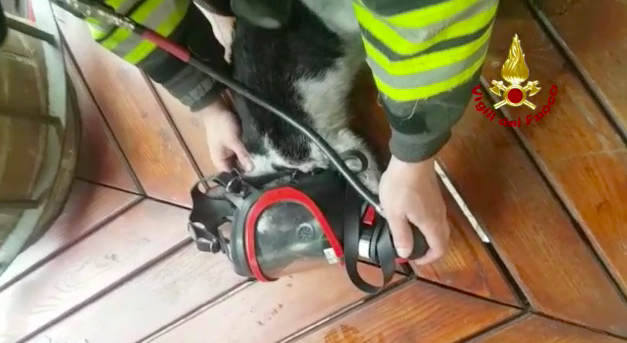 Bloccati in un incendio, i gattini salvati con la maschera d'aria dai vigili del fuoco