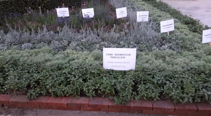 Il Viverbe a Pancalieri è stato annullato e il prossimo anno tornerà alle origini