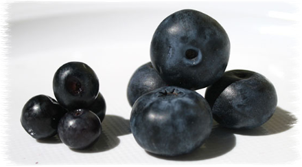 Da Torino a Moncrivello per la Sagra del Mirtillo