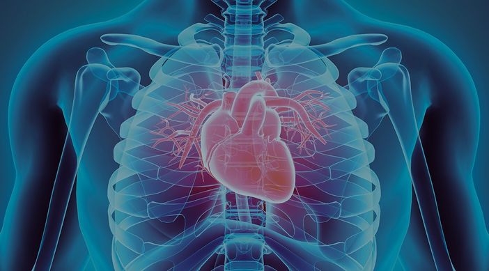 corpo umano con cuore in trasparenza