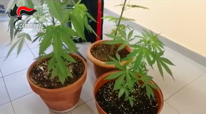 Marijuana a km0, arrestato pusher: lo spaccio gestito su Whatsapp Marijuana a km0, arrestato pusher: lo spaccio gestito su Whatsapp