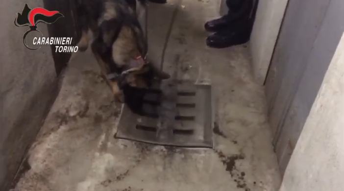 Cane antidroga annusa in un tombino