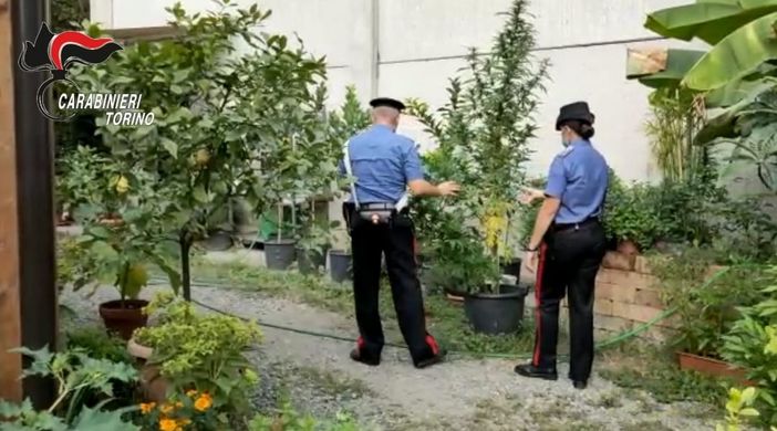 Un &quot;vivaio di marijuana&quot; con piante alte due metri nascosto in un giardino tra edere, palme, pomodori e gelsomini [VIDEO]
