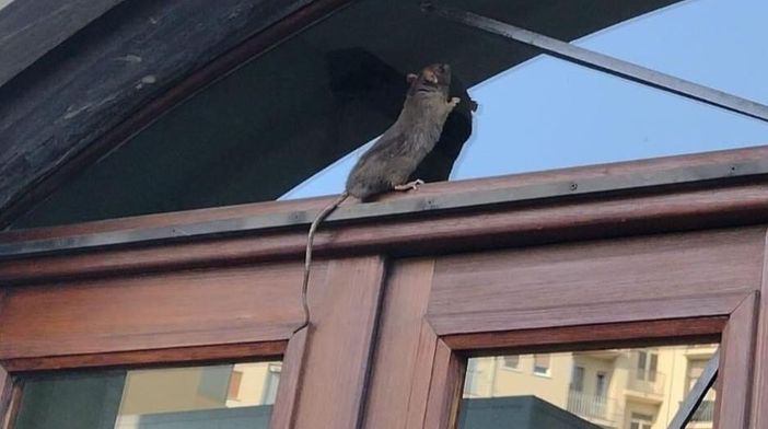 Le foto diffuse su Facebook dal gruppo "ViviParacchi-Giardini Lungodora, via Pianezza e dintorni" Le foto diffuse su Facebook dal gruppo "ViviParacchi-Giardini Lungodora, via Pianezza e dintorni"