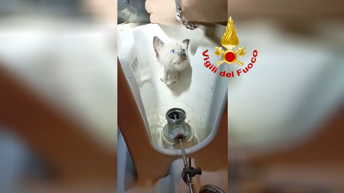 Micio di tre mesi salvato in via Gressoney Micio di tre mesi salvato in via Gressoney