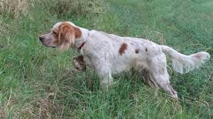 Moncalieri, quattro setter brutalmente uccisi