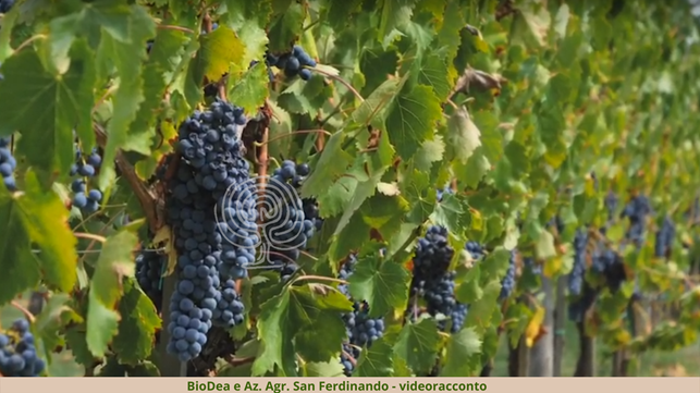 Vigneto: come ridurre i trattamenti di rame e zolfo con l'uso del distillato di legno biodea Vigneto: come ridurre i trattamenti di rame e zolfo con l'uso del distillato di legno biodea