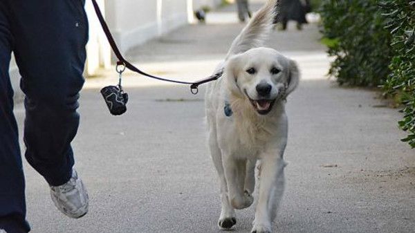 Il Comune di Nichelino cerca volontari per i cani delle persone in quarantena Il Comune di Nichelino cerca volontari per i cani delle persone in quarantena