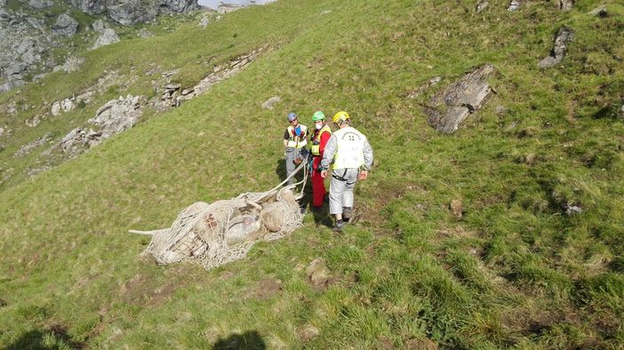 Susa, rimosse decine di carcasse di pecore folgorate da un fulmine