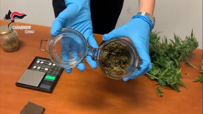 Candia, producevano droga in casa: padre e due figli denunciati Candia, producevano droga in casa: padre e due figli denunciati