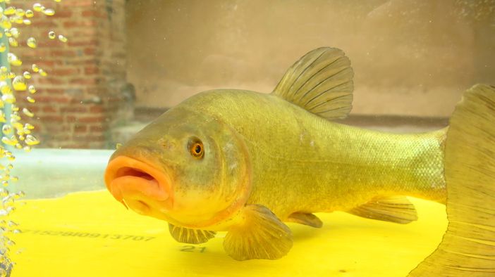 Al via il nuovo progetto di promozione della tinca gobba dorata del pianalto di Poirino