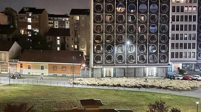 Le pecore hanno letteralmente invaso la strada su via Eritrea. L'immagine è tratta dal gruppo facebook &quot;Curiosità di Torino&quot;