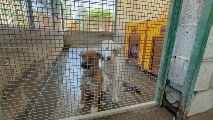 Diamoci una zampa, ma anche una mano: l’impronta sociale del Canile di Cavour Diamoci una zampa, ma anche una mano: l’impronta sociale del Canile di Cavour