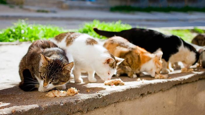 Conoscere i gatti per diventare tutor di colonie feline: corso gratuito a Pinerolo Conoscere i gatti per diventare tutor di colonie feline: corso gratuito a Pinerolo