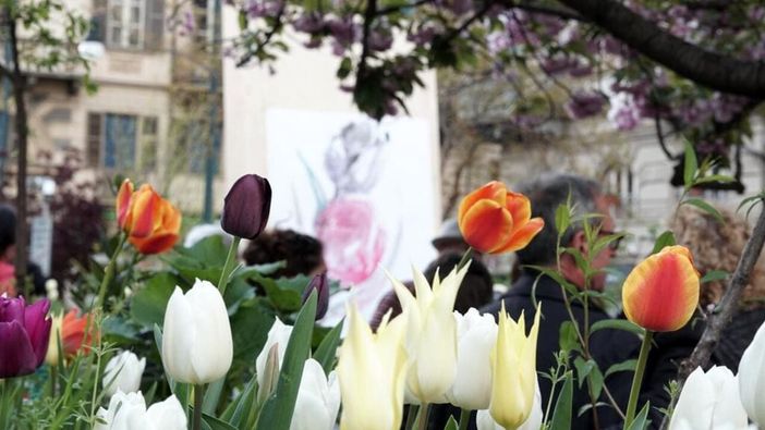 Messer Tulipano torna in piazza Emanuele Filiberto con oltre 3 mila bulbi Messer Tulipano torna in piazza Emanuele Filiberto con oltre 3 mila bulbi