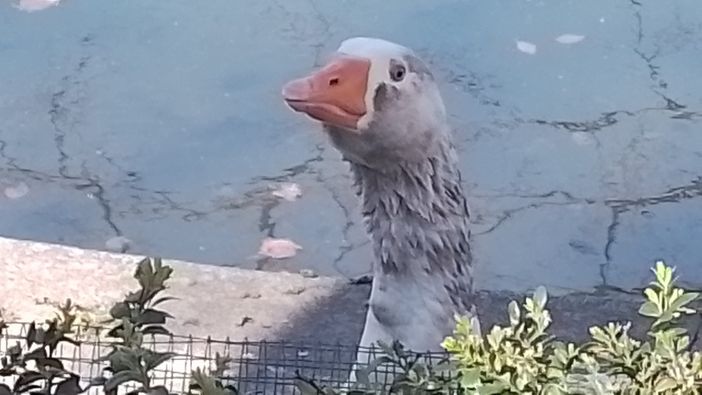 Oca Cornelio nell'orto botanico Oca Cornelio nell'orto botanico