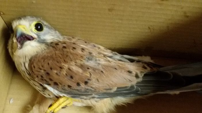 In via Plava spunta un piccolo rapace In via Plava spunta un piccolo rapace