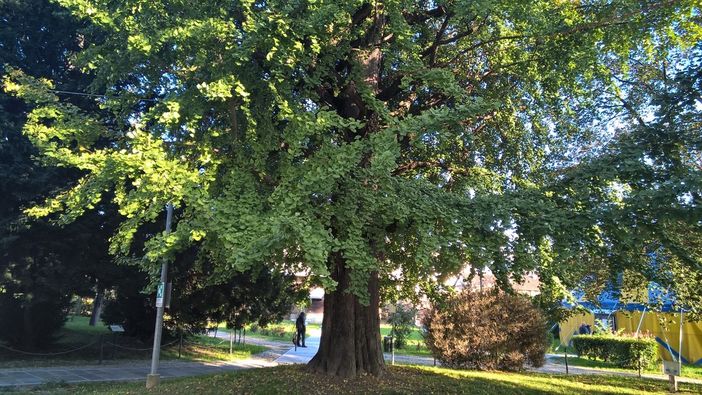 Grugliasco, un rap scritto dai bambini per festeggiare il Ginko Biloba e concludere il viaggio intorno all’albero ultracentenario [FOTO]