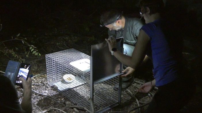 Via Druento, è iniziato il trasferimento dei ricci: in viaggio verso il centro recupero La Ninna Via Druento, è iniziato il trasferimento dei ricci: in viaggio verso il centro recupero La Ninna