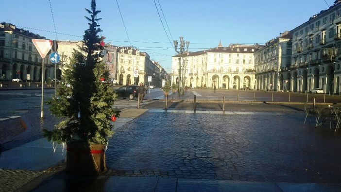 Seconda vita per gli alberi di Natale di piazza Vittorio