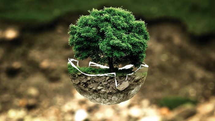 albero custodito in una sfera