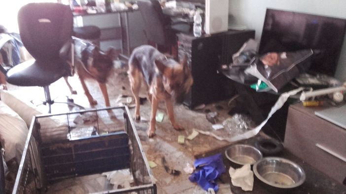 Torino, cani abbandonati al sole su un balcone: nei guai coppia per maltrattamenti Torino, cani abbandonati al sole su un balcone: nei guai coppia per maltrattamenti