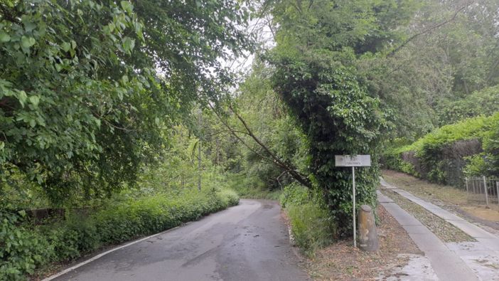 Alberi e piante cadute in collina