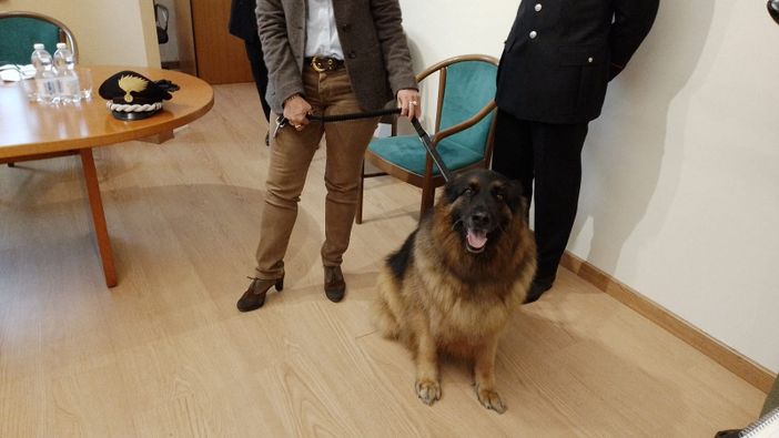 cane pastore tedesco con due persone cane pastore tedesco con due persone